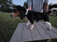 Pup, a male Beagle for sale in Freeport, OH – 1 of 4