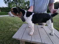 Pup, a male Beagle for sale in Freeport, OH – 4 of 4