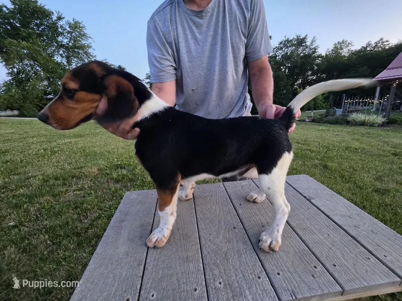 Pup – Beagle puppy for sale in Freeport, OH