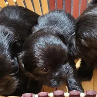 Cinder, a female Shih Tzu for sale in Oxford, WI – Photo 3 of 3