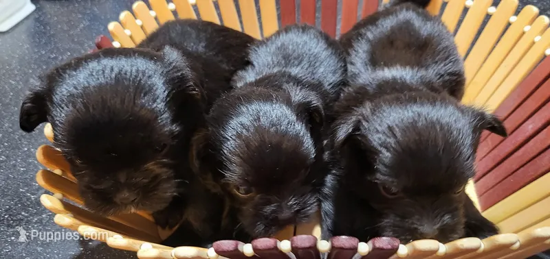 Cinder – Shih Tzu puppy on hold in Oxford, WI