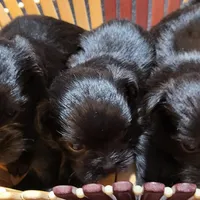 Cinder, a female Shih Tzu for sale in Oxford, WI – Photo 1 of 3