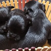 Cinder, a female Shih Tzu for sale in Oxford, WI – Photo 2 of 3