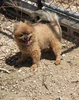Little Stinker, a male Pomeranian for sale in Oxford, WI – 2 of 2