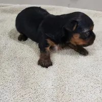 Bucky, a male Yorkshire Terrier for sale in Oxford, WI – 2 of 3
