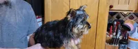 Bucky, a male Yorkshire Terrier for sale in Oxford, WI – Photo 2 of 3