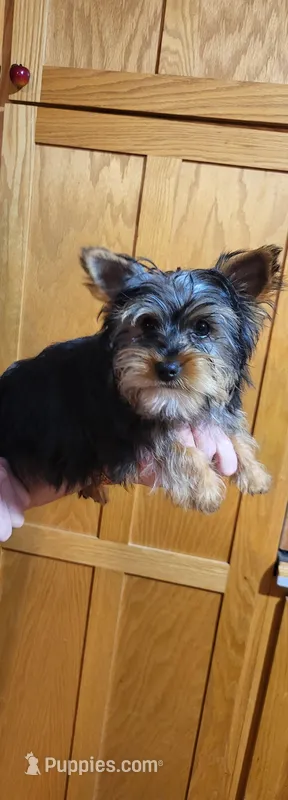 Bucky – Yorkshire Terrier puppy for sale in Oxford, WI