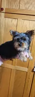 Bucky, a male Yorkshire Terrier for sale in Oxford, WI – Photo 1 of 3