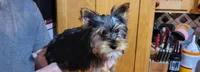 Bucky, a male Yorkshire Terrier for sale in Oxford, WI – Photo 3 of 3