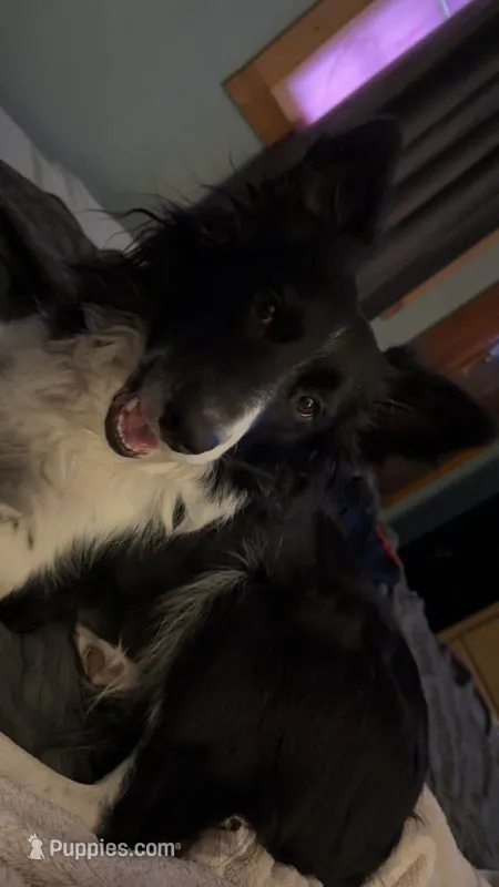 Rocksy – Border Collie puppy for sale in Oxford, WI