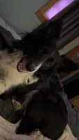 Rocksy, a female Border Collie for sale in Oxford, WI – 1 of 3