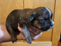 Bucky, a male Shorkie for sale in Oxford, WI – 2 of 3