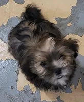 Bucky, a male Shorkie for sale in Oxford, WI – 2 of 3