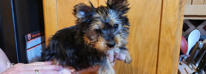 Bucky – Yorkshire Terrier puppy for sale in Oxford, WI