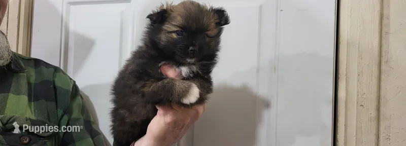 Kola – Pomeranian puppy on hold in Oxford, WI