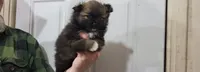 Kola, a male Pomeranian for sale in Oxford, WI – Photo 1 of 3