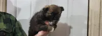 Kola, a male Pomeranian for sale in Oxford, WI – Photo 3 of 3