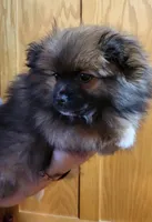 Kola, a male Pomeranian for sale in Oxford, WI – Photo 3 of 4