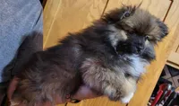 Kola, a male Pomeranian for sale in Oxford, WI – Photo 4 of 4