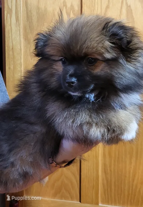 Kola – Pomeranian puppy for sale in Oxford, WI