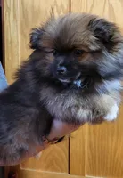 Kola, a male Pomeranian for sale in Oxford, WI – Photo 1 of 4