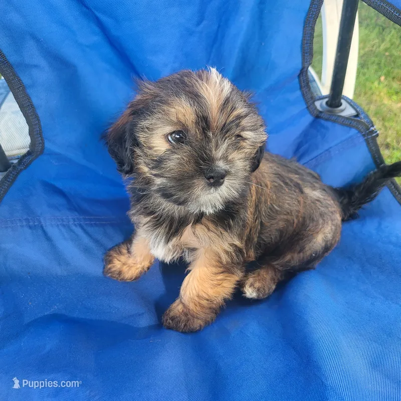 Bucky – Shorkie puppy for sale in Oxford, WI