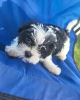 Cinder, a female Shih Tzu for sale in Oxford, WI – 2 of 3