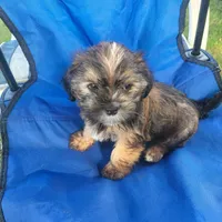 Bucky, a male Shorkie for sale in Oxford, WI – 2 of 2