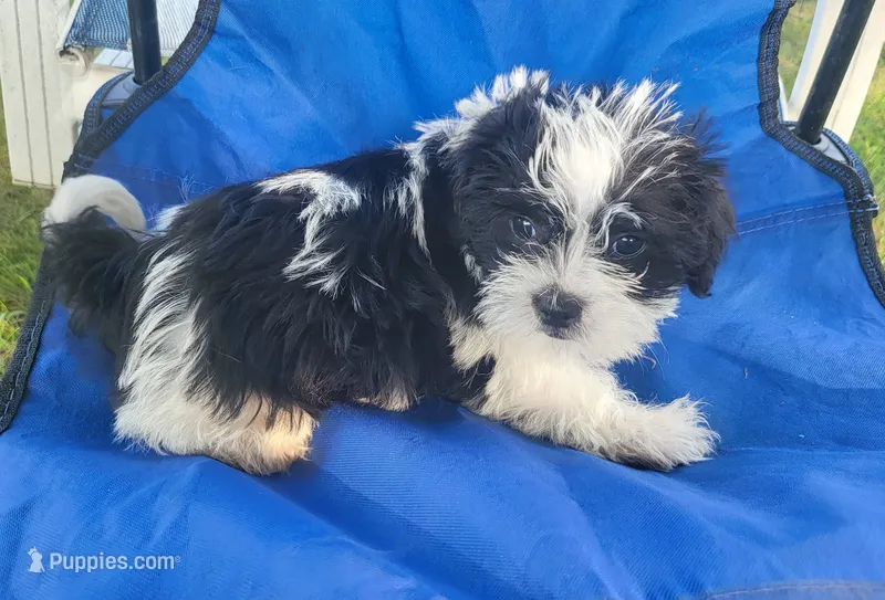 Cinder – Shih Tzu puppy for sale in Oxford, WI