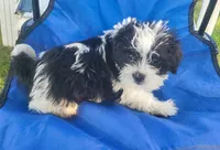 Cinder, a female Shih Tzu for sale in Oxford, WI – 1 of 3