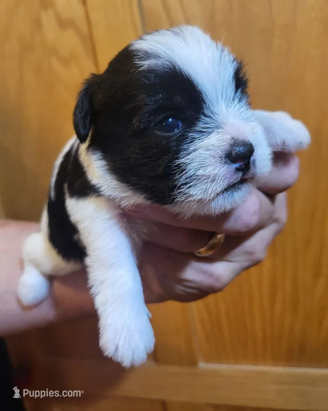 Cinder – Shih Tzu puppy for sale in Oxford, WI