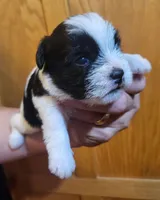Cinder, a female Shih Tzu for sale in Oxford, WI – 1 of 2
