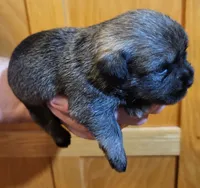 Cinder, a female Shorkie for sale in Oxford, WI – 2 of 2
