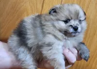 Kola, a male Pomeranian for sale in Oxford, WI – 2 of 3