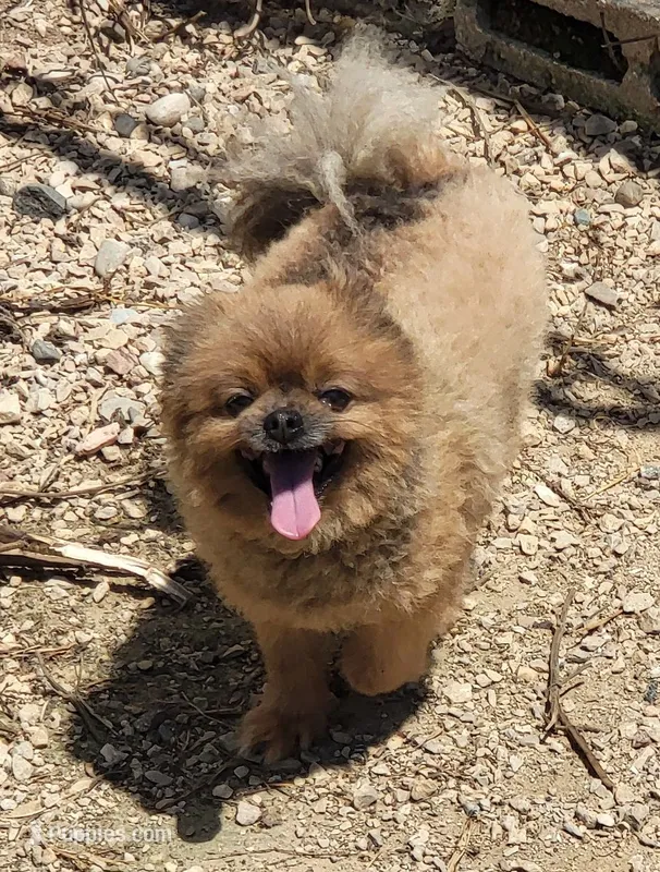 Little Stinker – Pomeranian puppy for sale in Oxford, WI