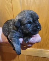 Cinder, a female Shorkie for sale in Oxford, WI – 1 of 2