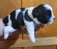 Cinder, a female Shih Tzu for sale in Oxford, WI – 2 of 2