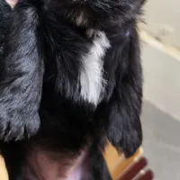 Cinder, a female Miniature Schnauzer and Shih Tzu for sale in Oxford, WI – Photo 2 of 3