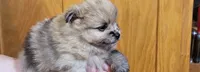 Kola, a male Pomeranian for sale in Oxford, WI – 3 of 3