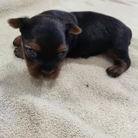 Bucky, a male Yorkshire Terrier for sale in Oxford, WI – 4 of 4