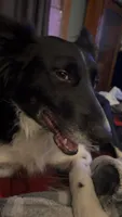 Rocksy, a female Border Collie for sale in Oxford, WI – 2 of 3