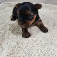 Bucky, a male Yorkshire Terrier for sale in Oxford, WI – 1 of 4