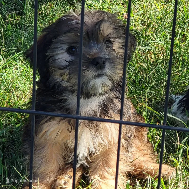 Bucky – Shorkie puppy for sale in Oxford, WI