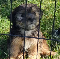 Bucky, a male Shorkie for sale in Oxford, WI – 1 of 3