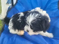 Cinder, a female Shih Tzu for sale in Oxford, WI – 3 of 3