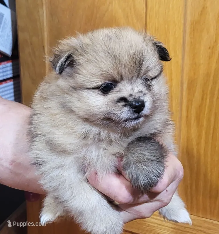 Kola – Pomeranian puppy for sale in Oxford, WI