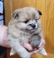 Kola, a male Pomeranian for sale in Oxford, WI – 1 of 3
