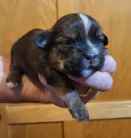 Bucky, a male Shorkie for sale in Oxford, WI – 3 of 3