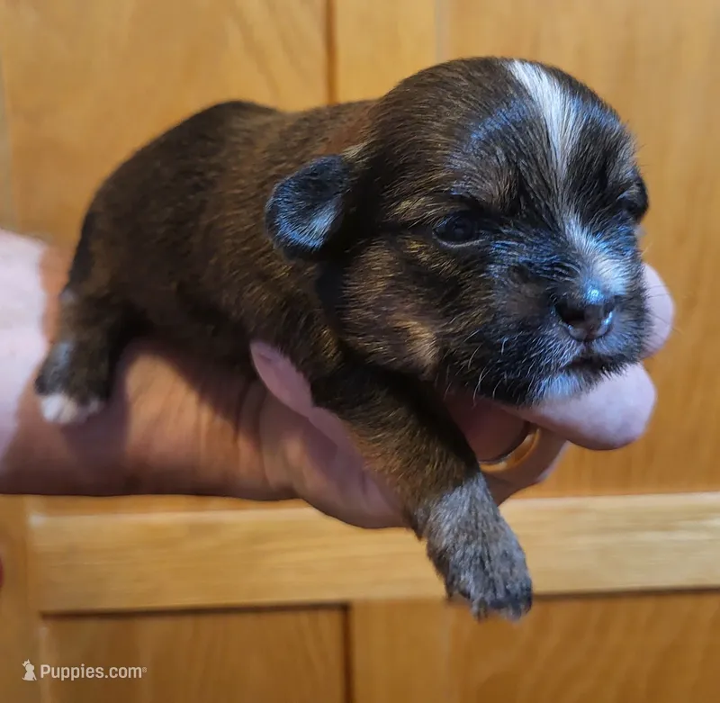 Bucky – Shorkie puppy for sale in Oxford, WI