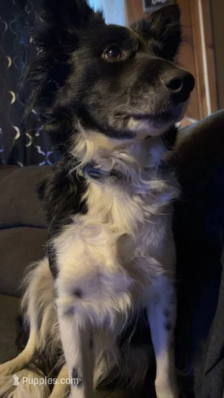 Rocksy – Border Collie puppy for sale in Oxford, WI